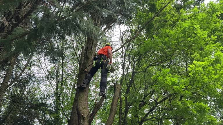 How Our Tree Care Process Works  in  South Oroville, CA