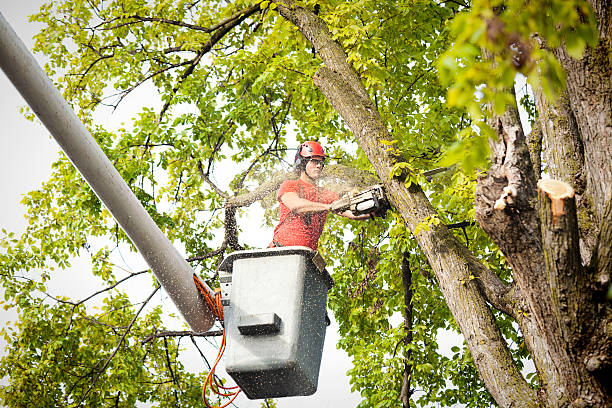 Best Tree and Shrub Care  in South Oroville, CA